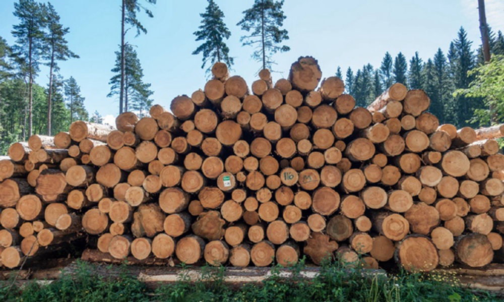 China’s imports of coniferous wood increased by 14% in 2019